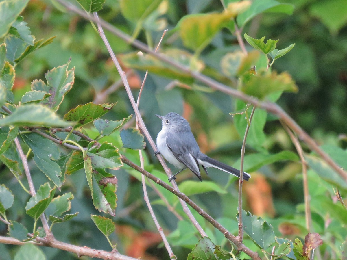 Blue-gray Gnatcatcher - ML608886710