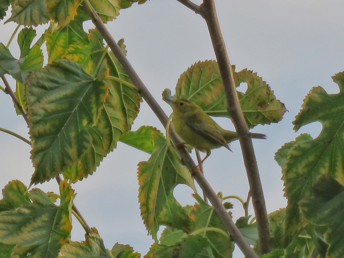 Wilson's Warbler - ML608886726