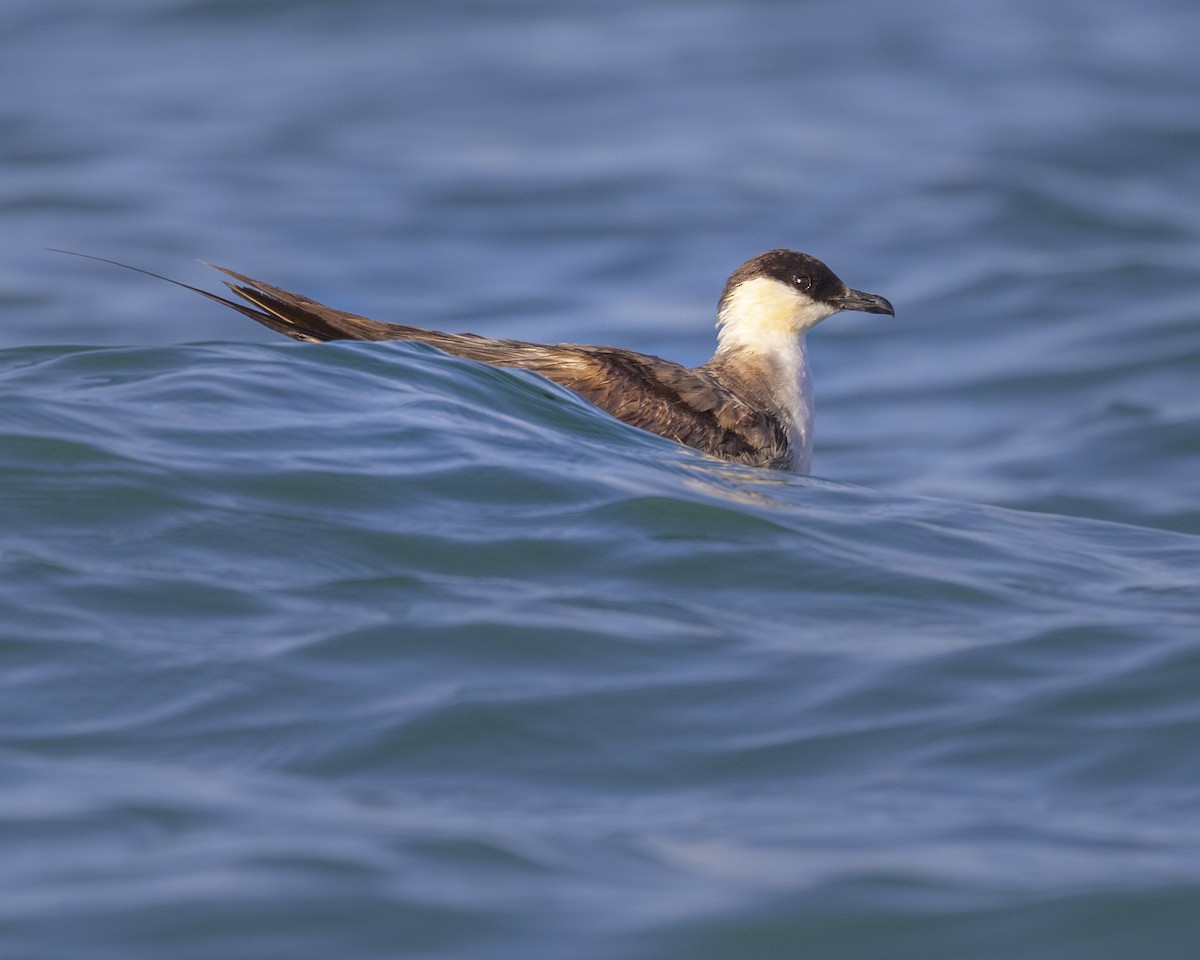 Long-tailed Jaeger - ML608886758