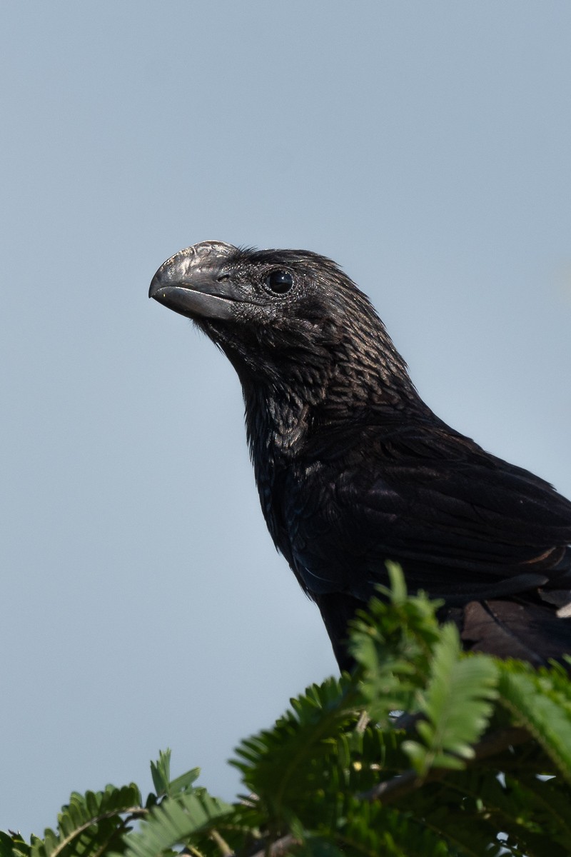 Smooth-billed Ani - ML608886830