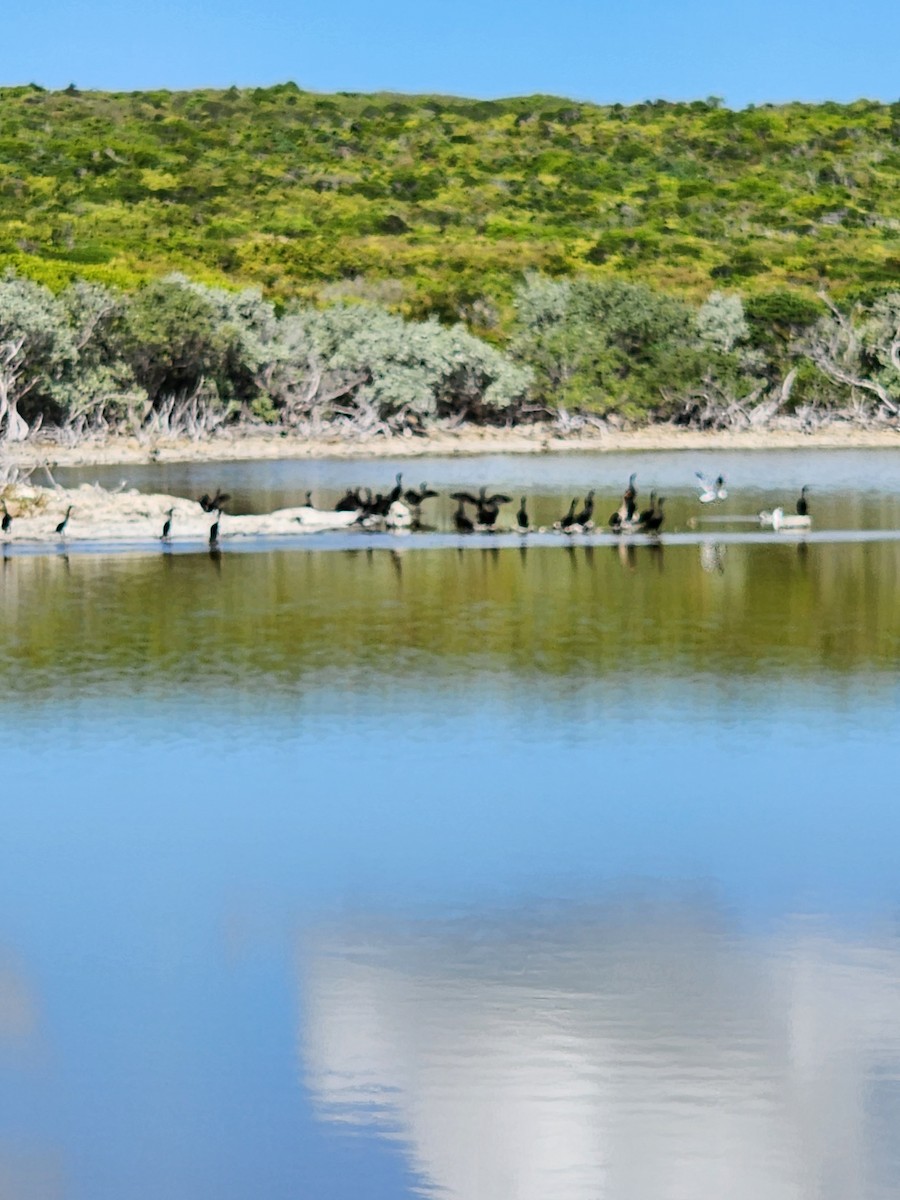 Neotropic Cormorant - ML608886846