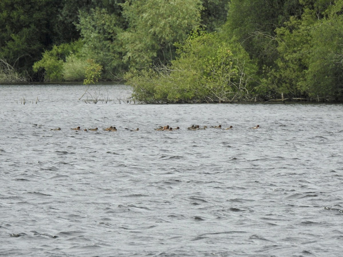 Eurasian Wigeon - ML608886888