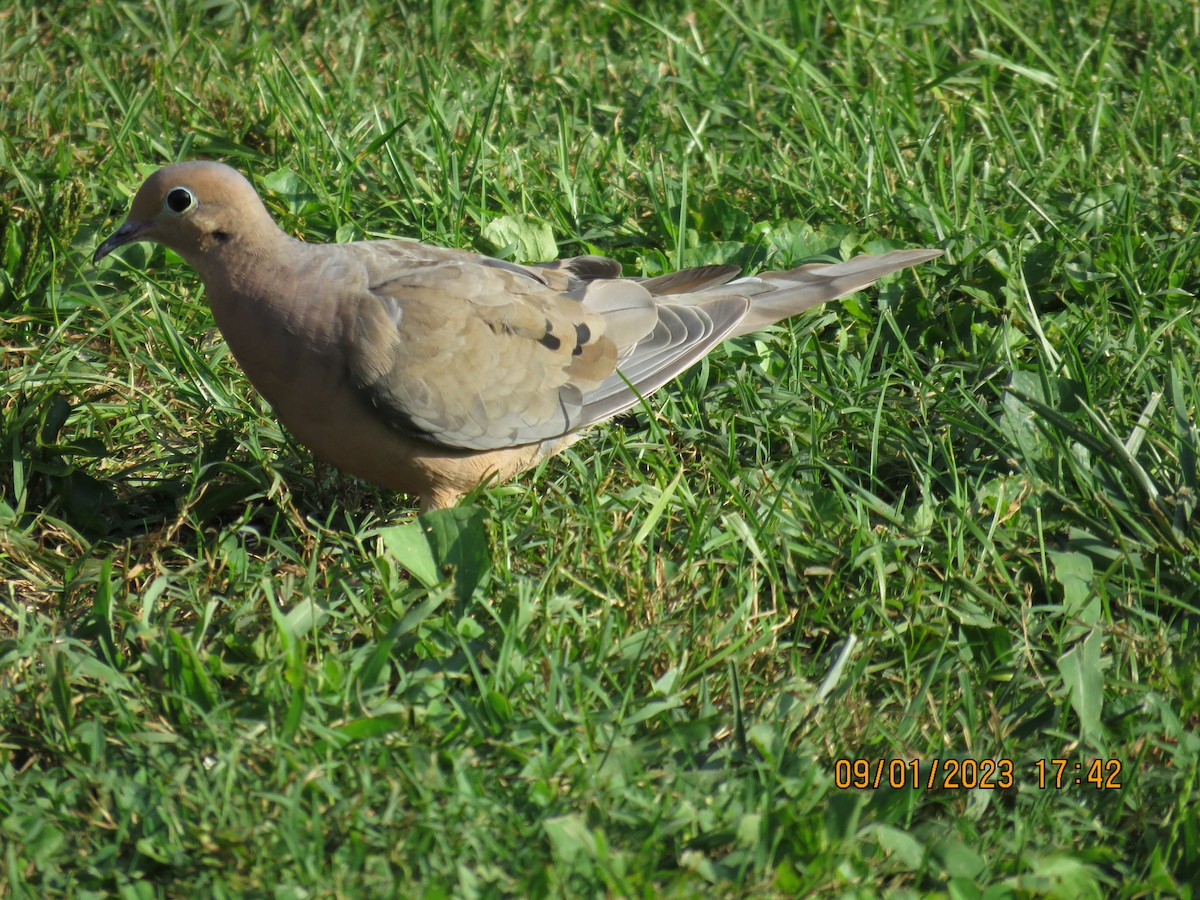 Mourning Dove - ML608886904