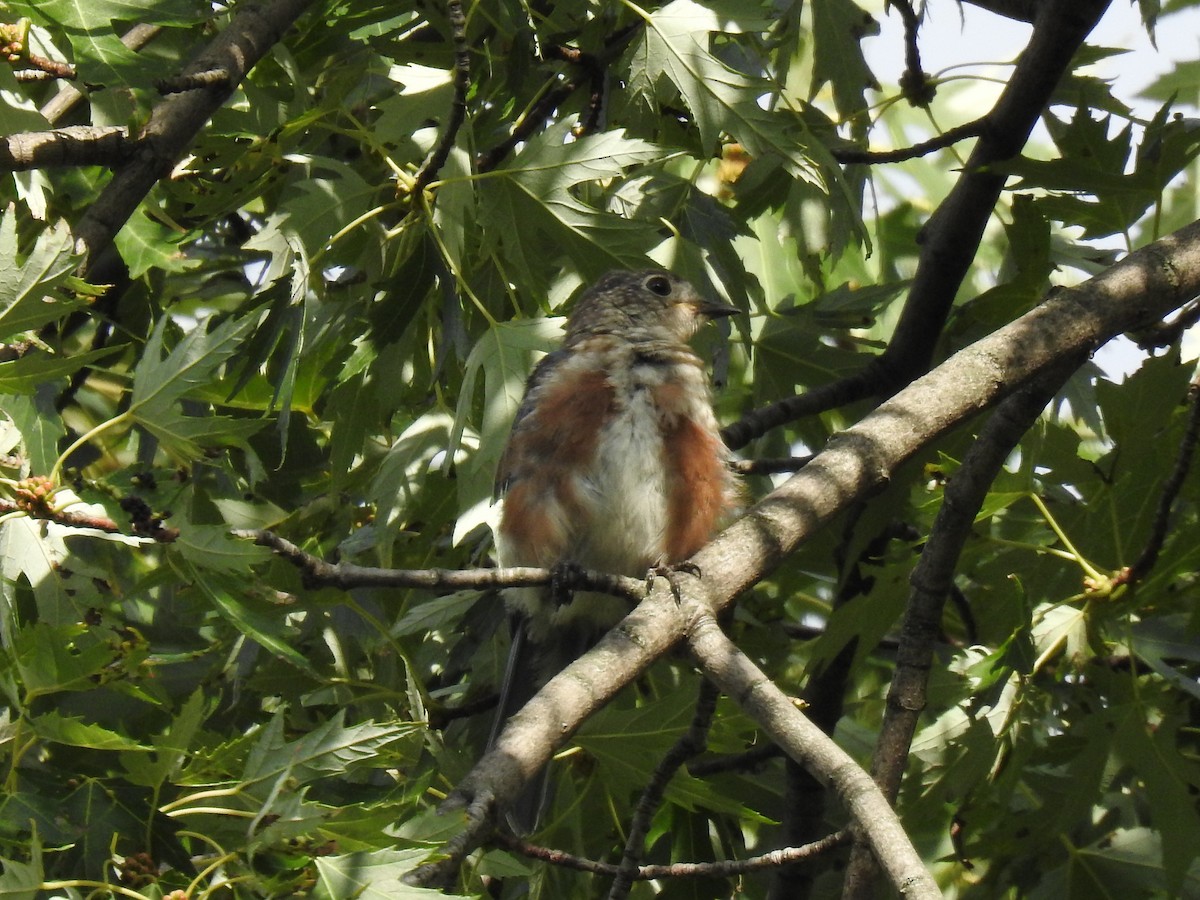 Eastern Bluebird - Benjamin Laing