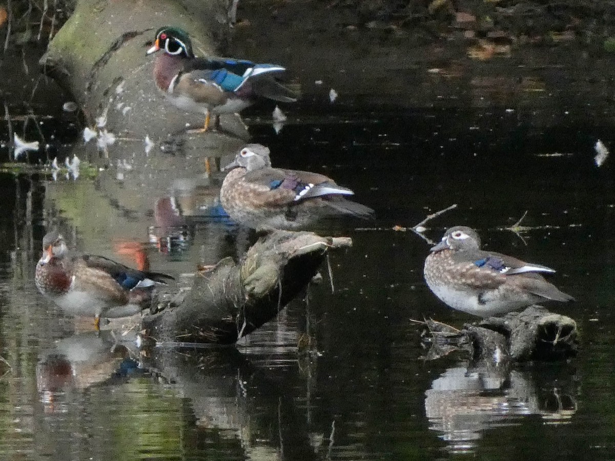 Wood Duck - ML608886936