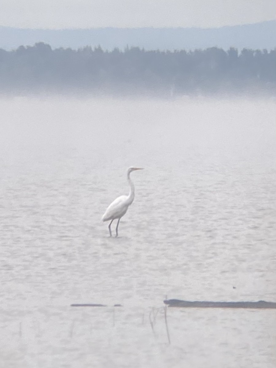 Great Egret - ML608886953