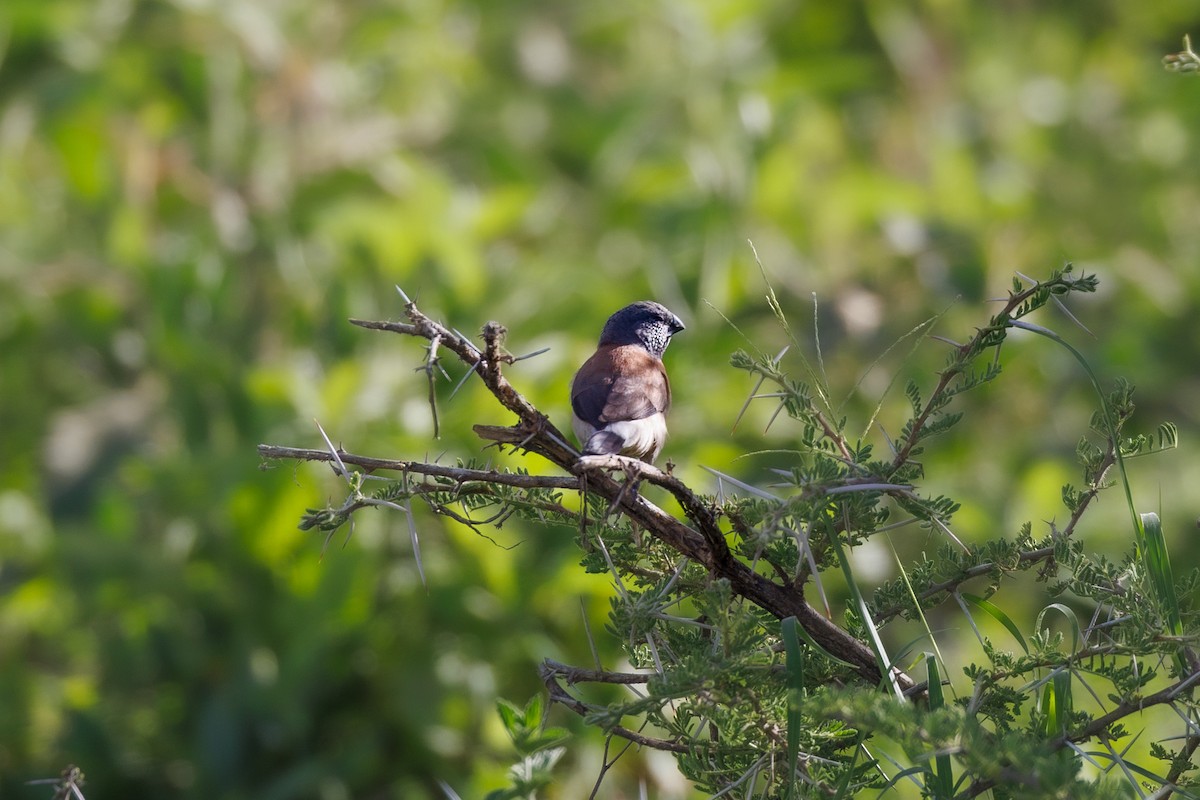 Gray-headed Silverbill - ML608887022