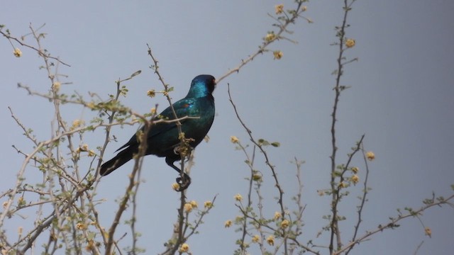 Cape Starling - ML608887034