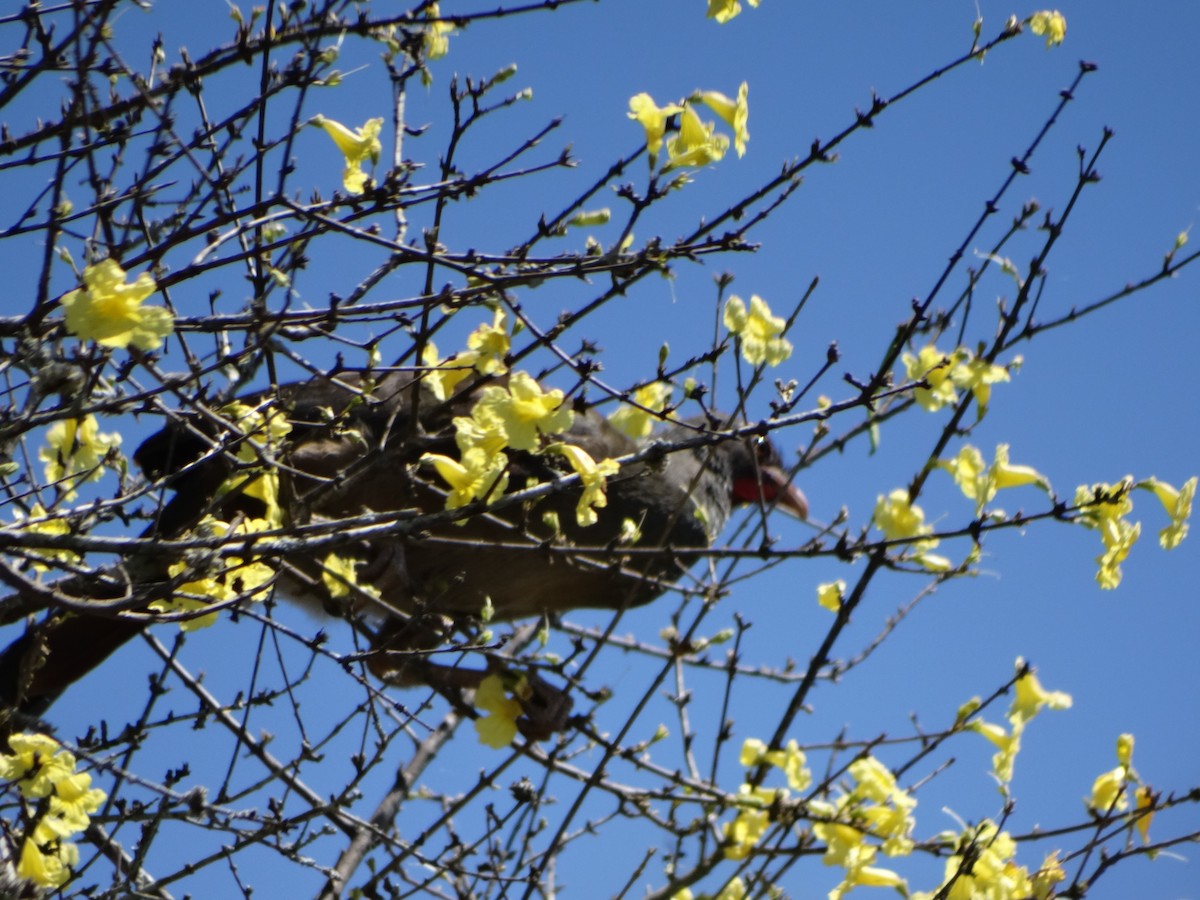 Chaco Chachalaca - ML608887135