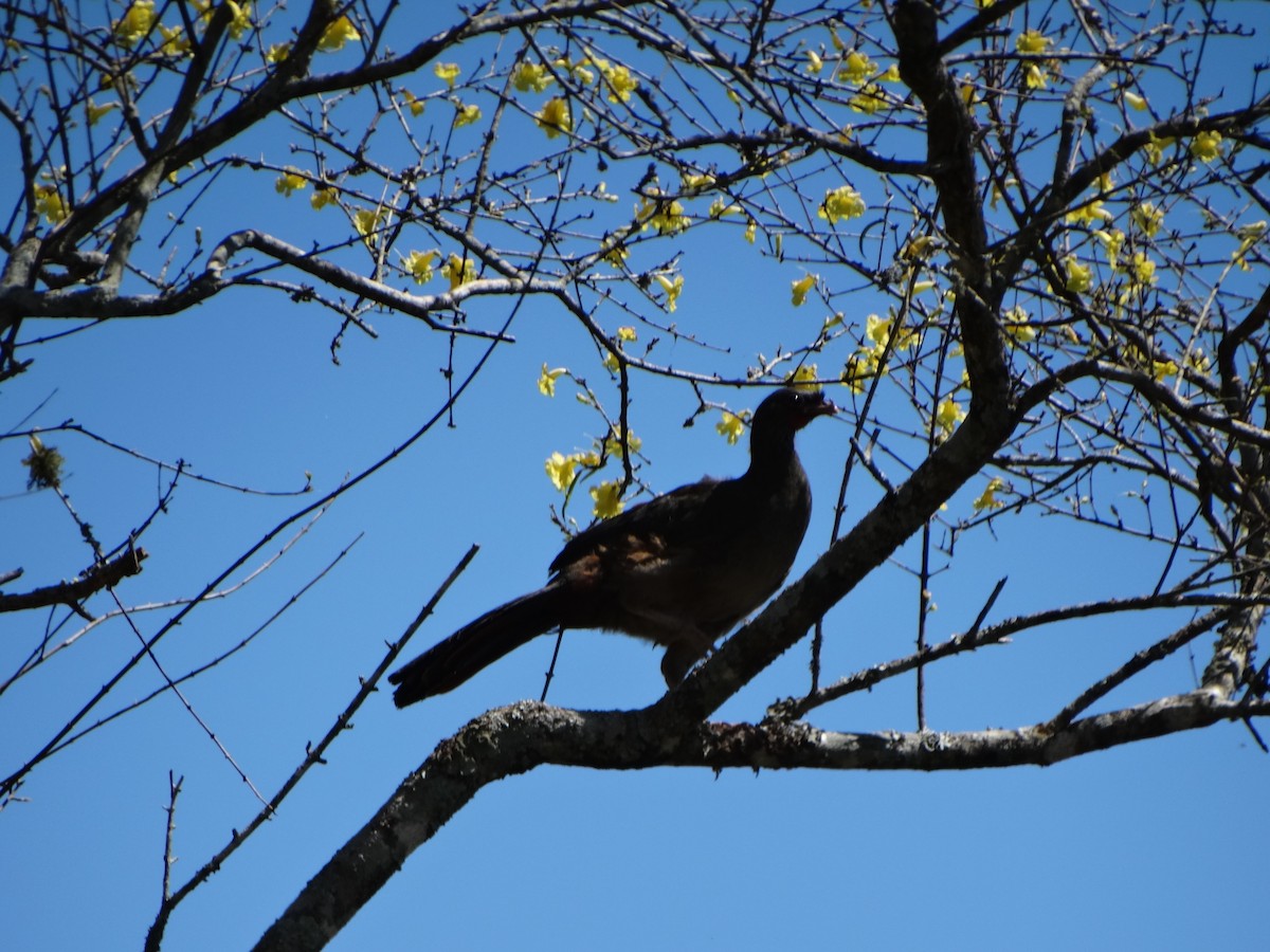 Chaco Chachalaca - Francisco Chávez