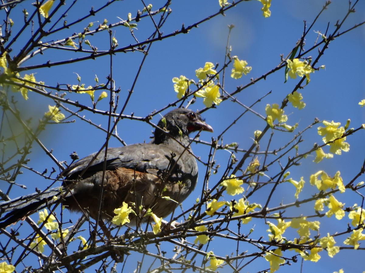 Chachalaca Charata - ML608887137