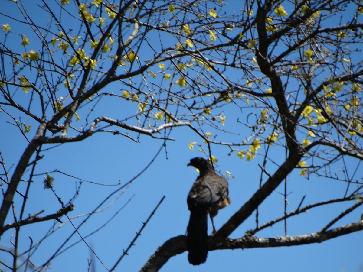 Chaco Chachalaca - ML608887138