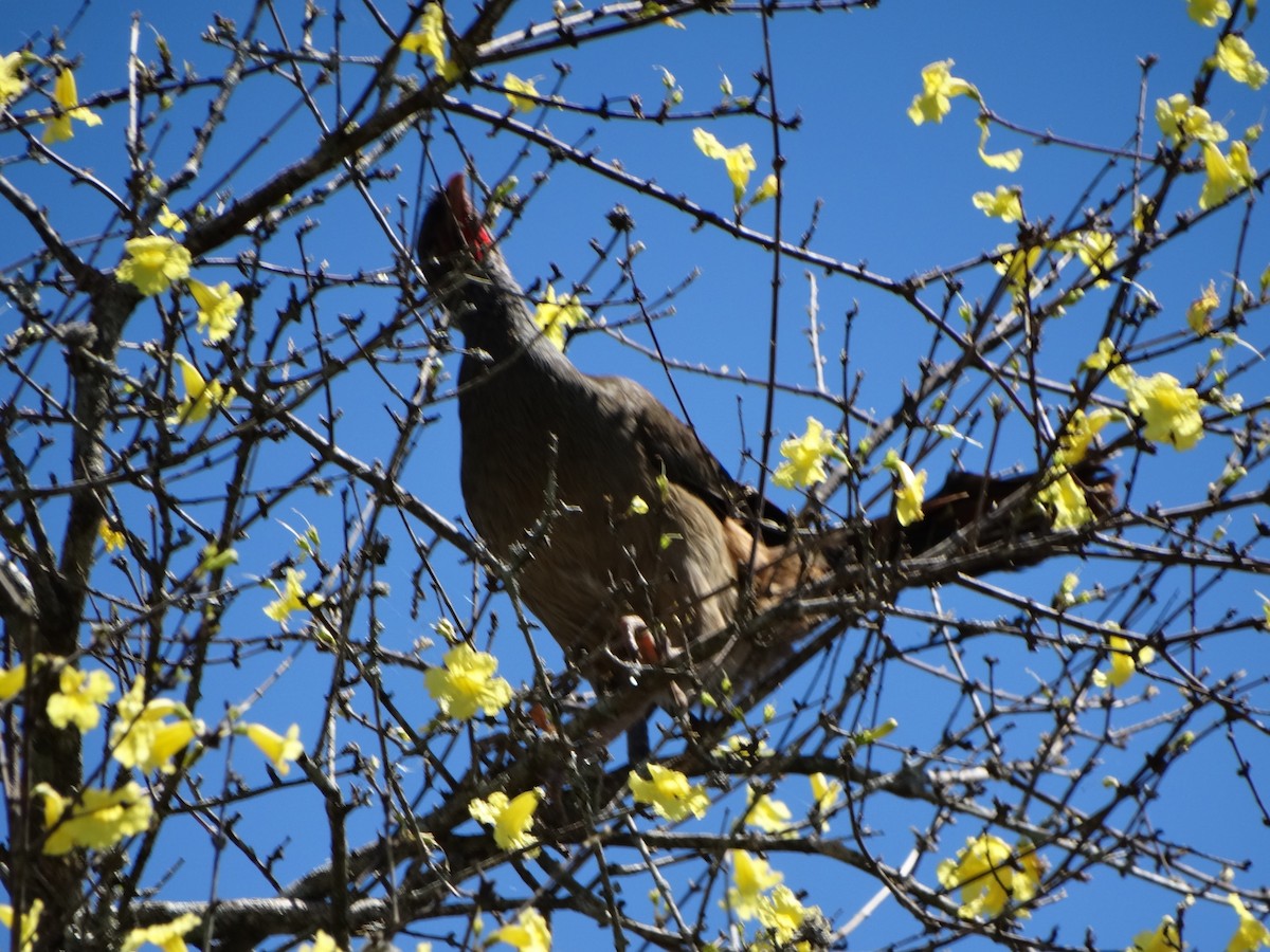 Chaco Chachalaca - Francisco Chávez