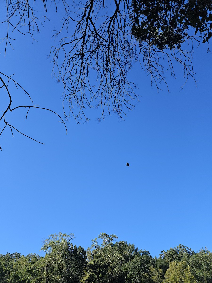 Bald Eagle - ML608887144