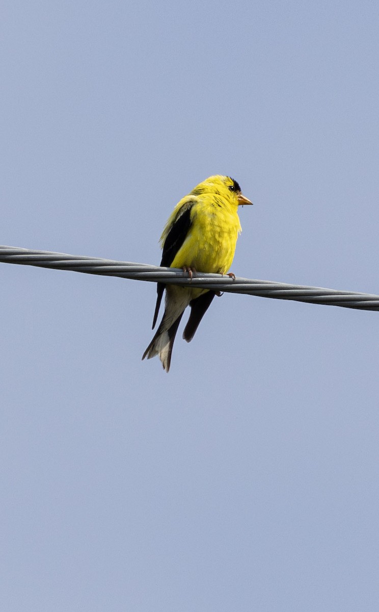 Chardonneret jaune - ML608887180