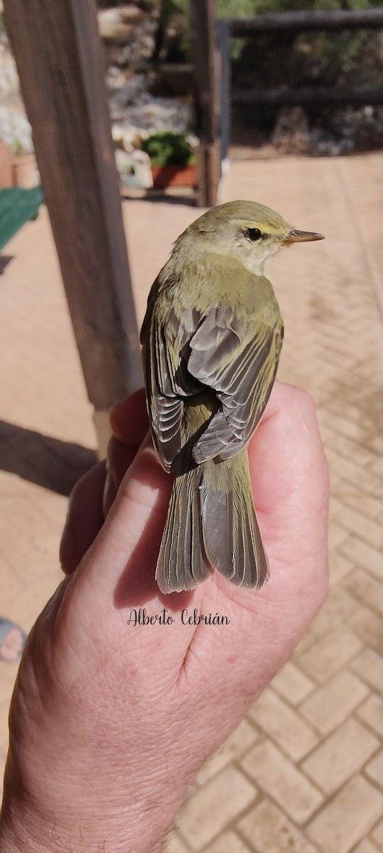 Willow Warbler - ML608887184