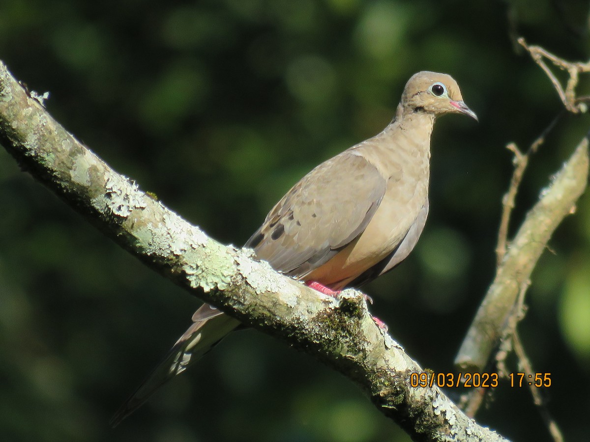 Mourning Dove - ML608887206