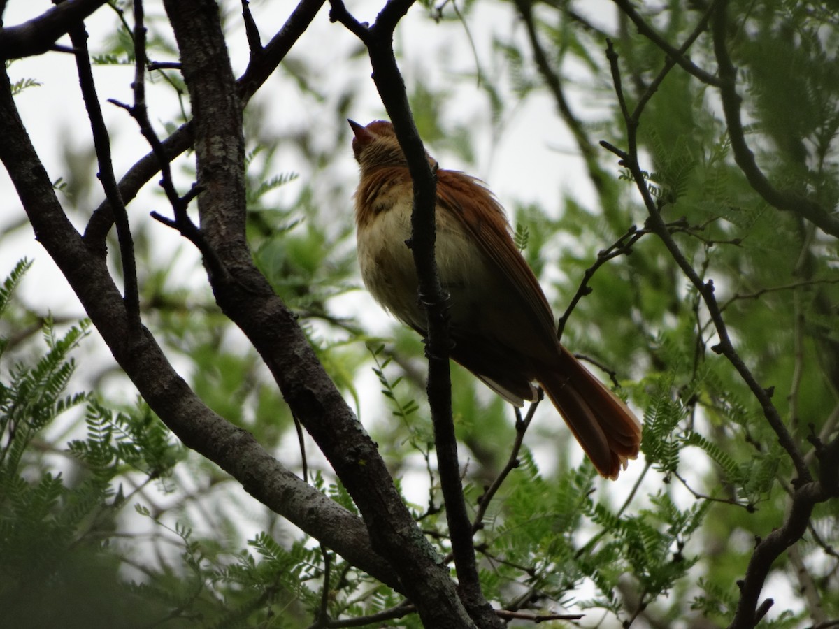 Rufous Casiornis - Francisco Chávez