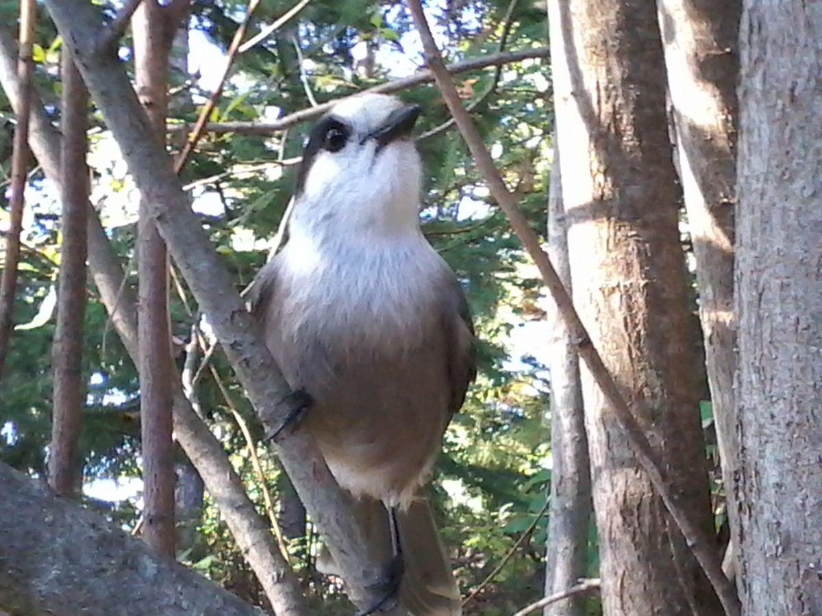 Canada Jay (Boreal) - ML608887371