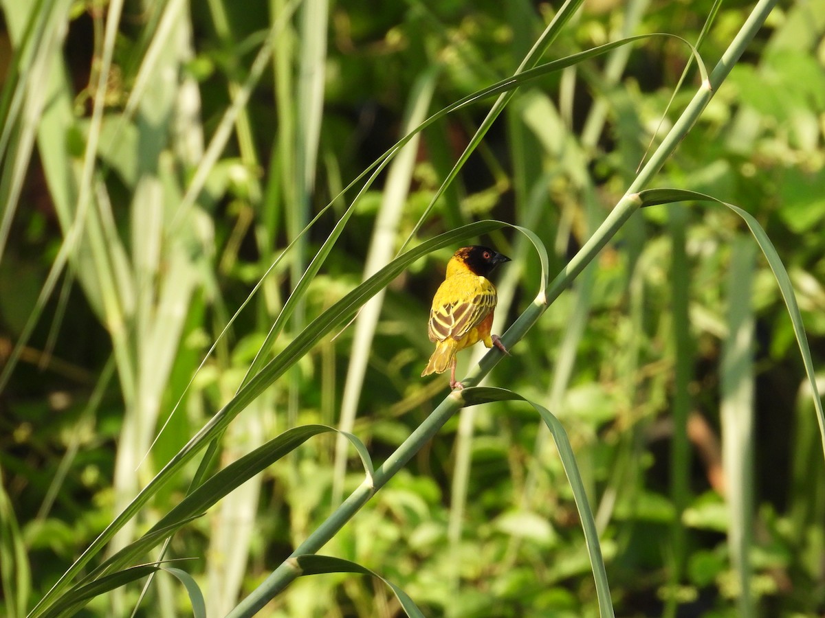 Golden-backed Weaver - ML608887434