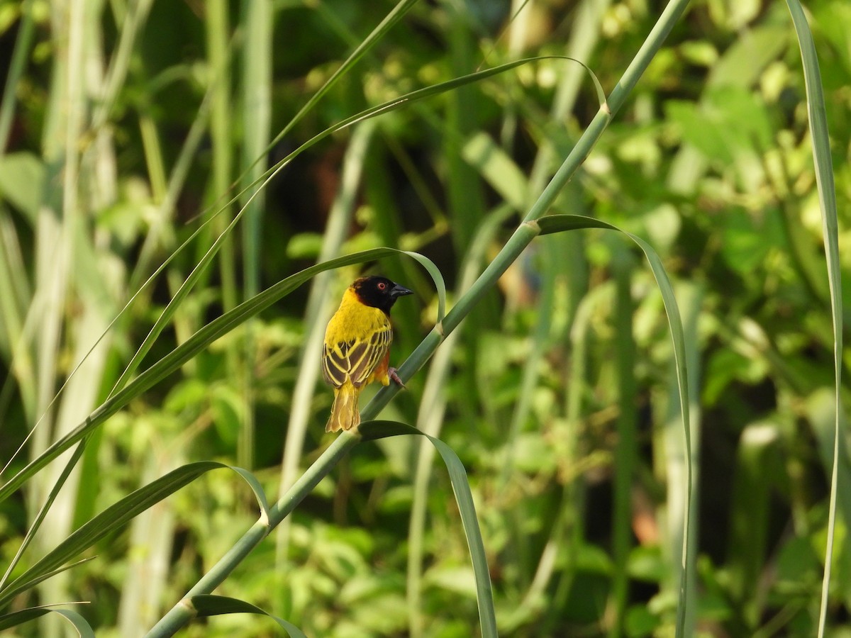 Golden-backed Weaver - ML608887455