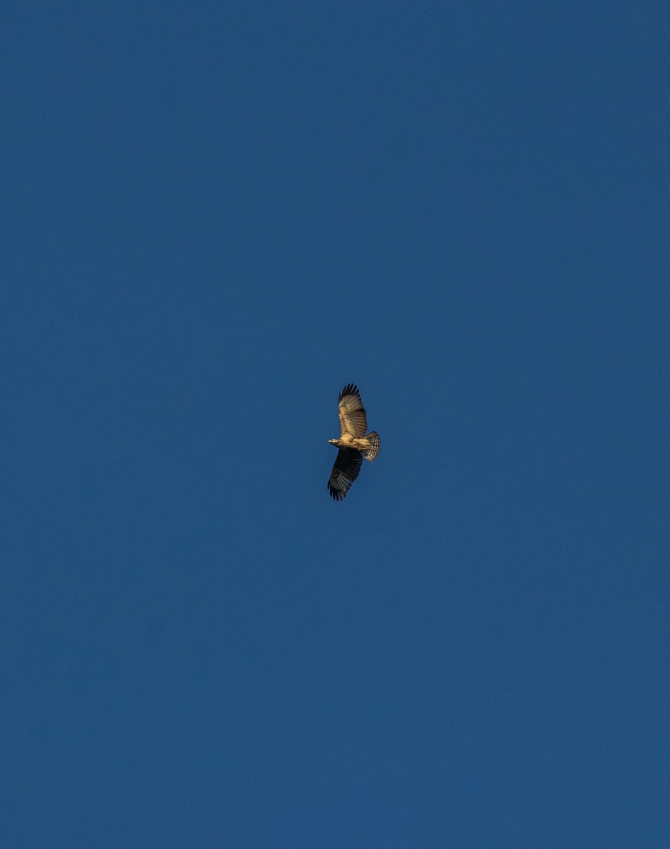 Common Black Hawk - ML608887490
