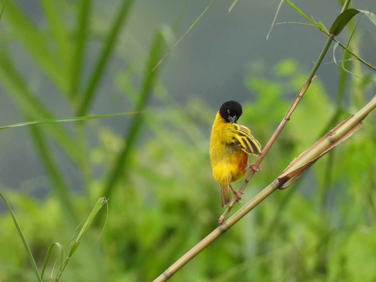 Golden-backed Weaver - Nick 6978