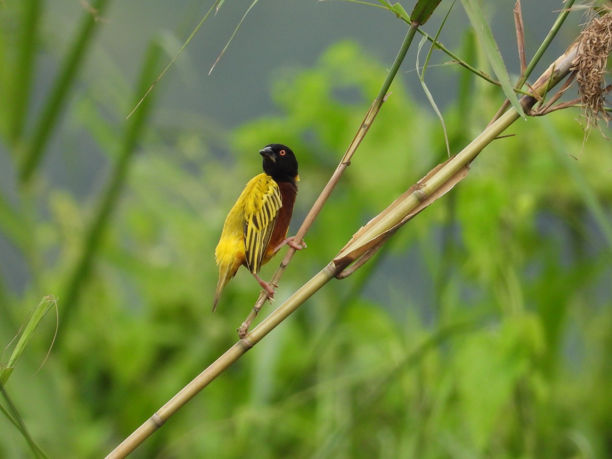 Golden-backed Weaver - Nick 6978