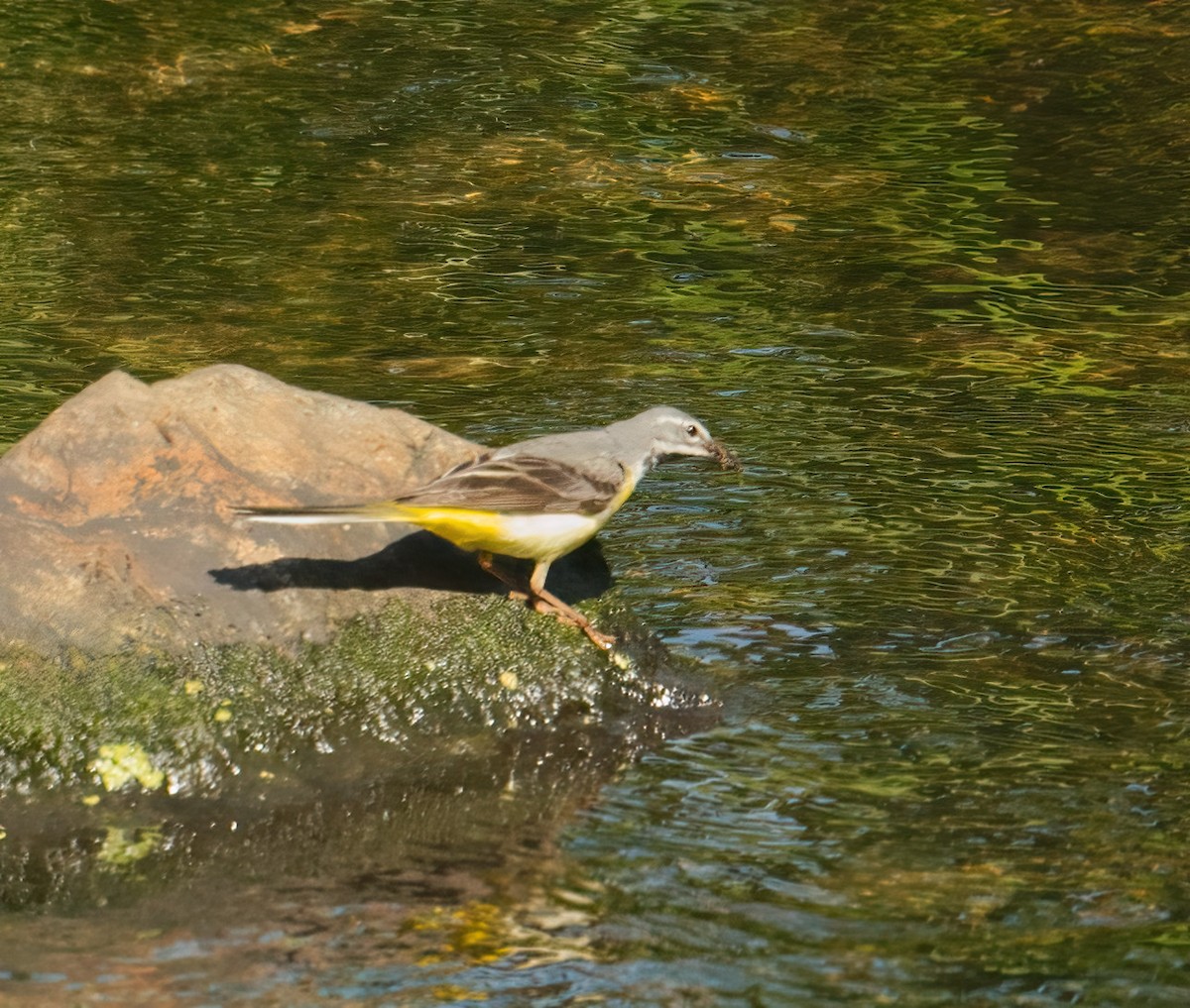 Gray Wagtail - ML608887527