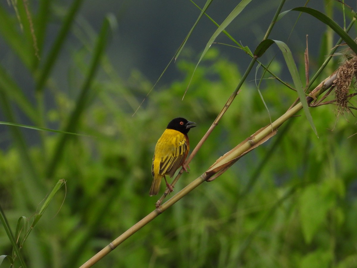 Golden-backed Weaver - Nick 6978