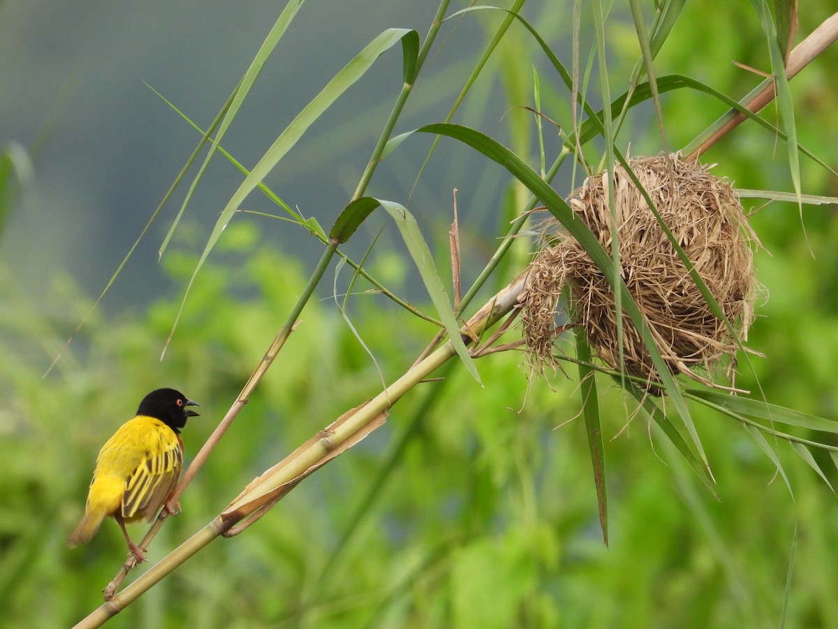 Golden-backed Weaver - ML608887538