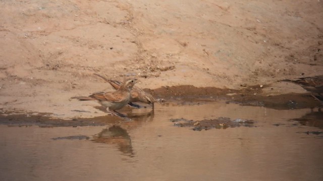 Yellow-throated Bush Sparrow - ML608887661