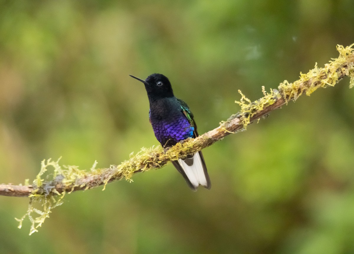 Velvet-purple Coronet - ML608887672