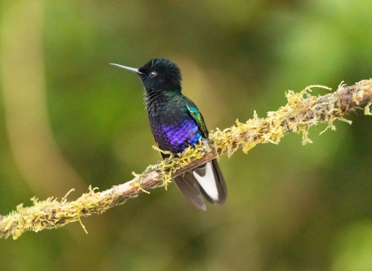 kolibřík hyacintový - ML608887674