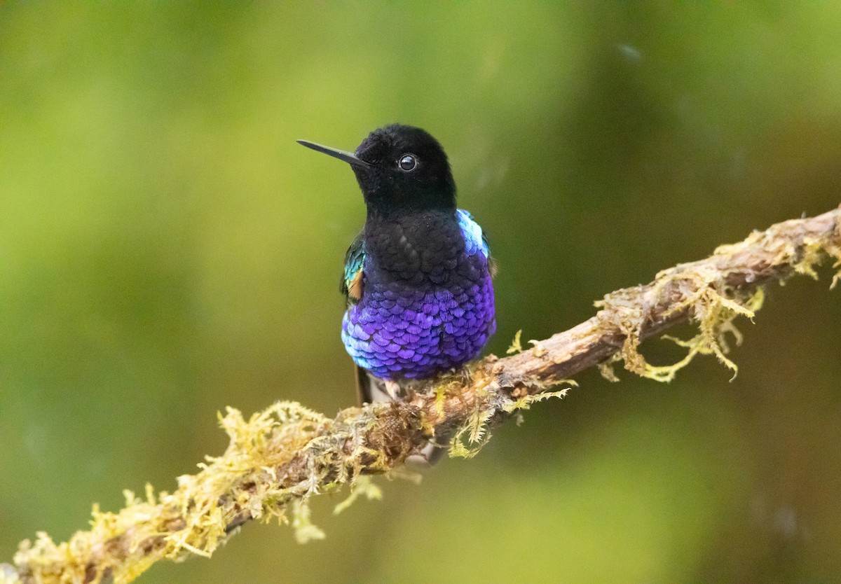 kolibřík hyacintový - ML608887675