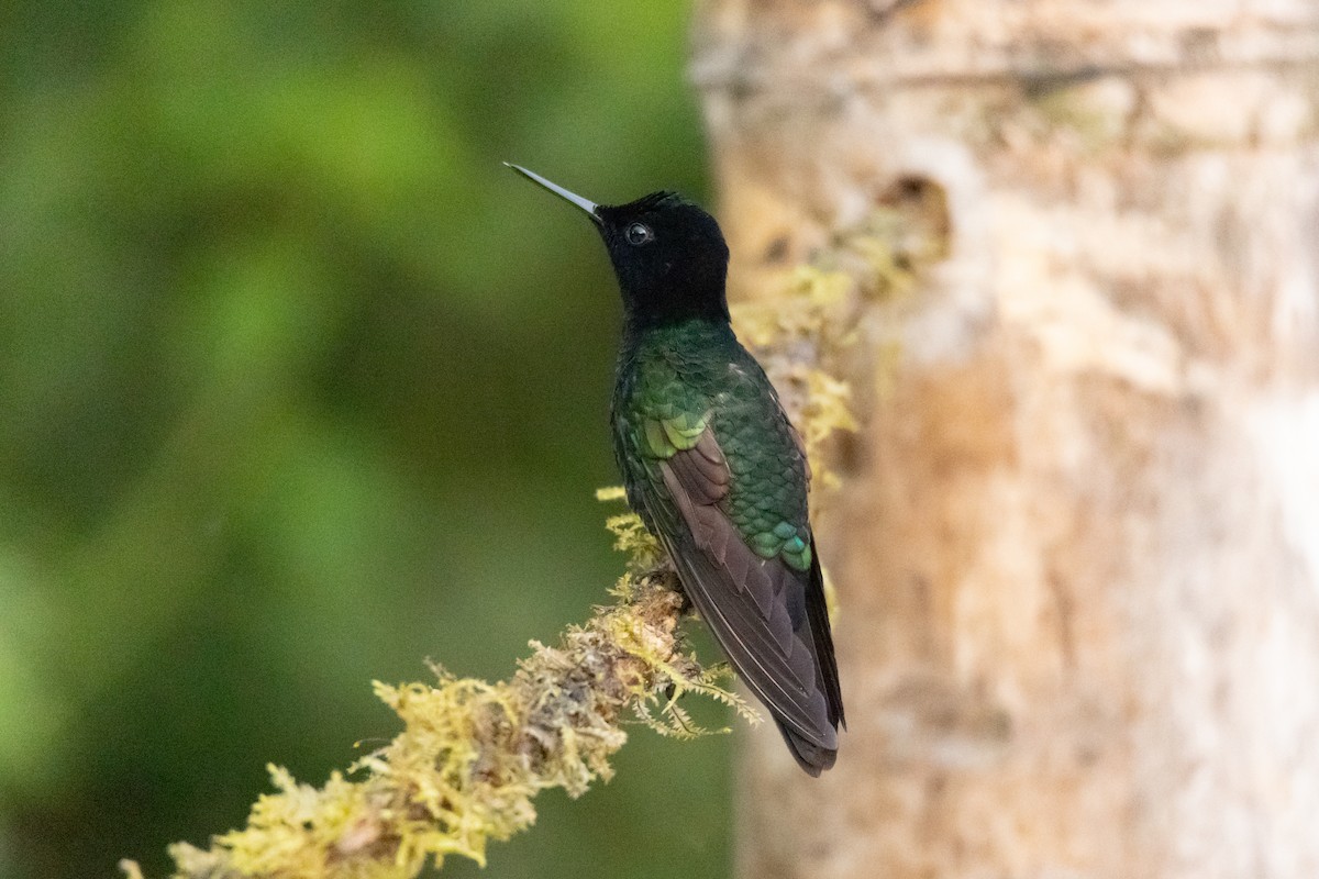 kolibřík hyacintový - ML608887678