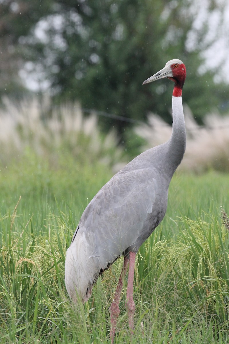 Sarus Crane - ML608887682