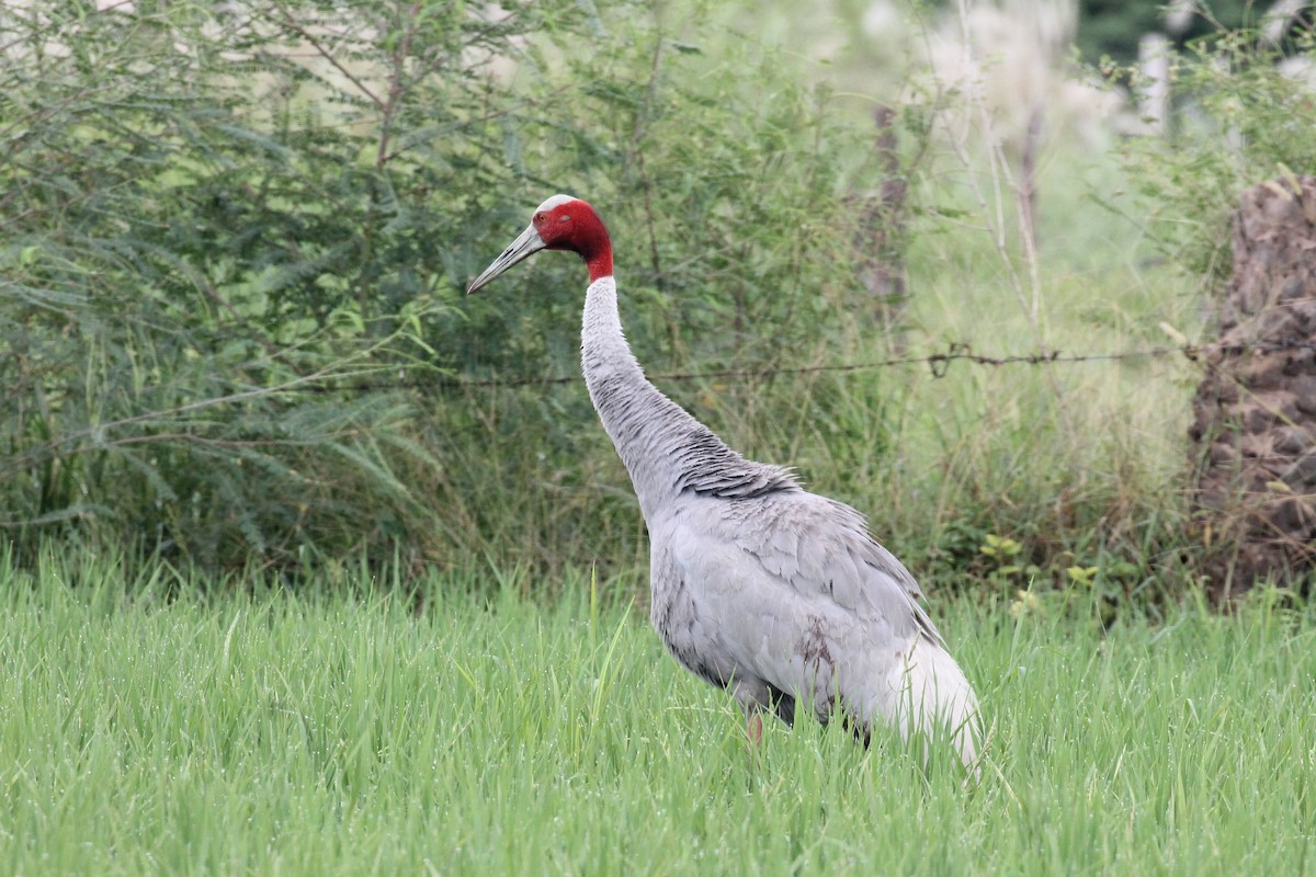 Sarus Crane - ML608887683