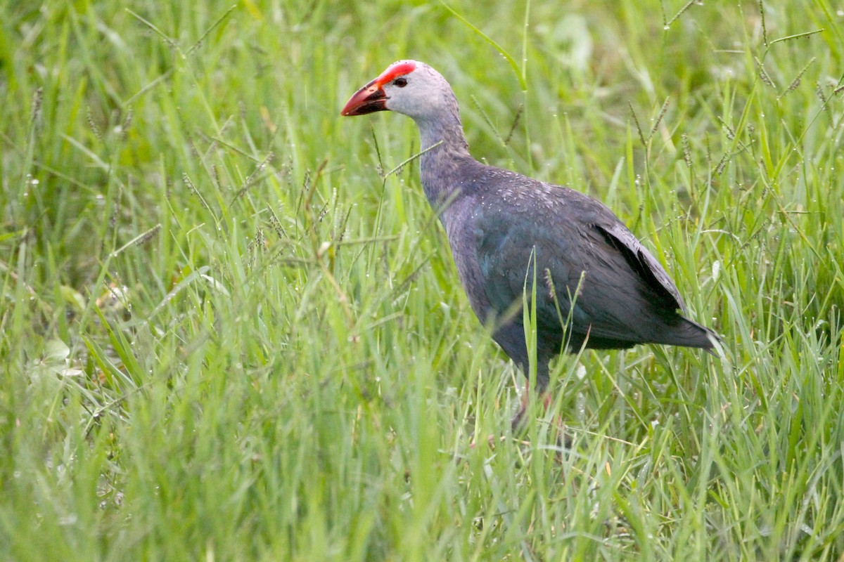 Gray-headed Swamphen - ML608887747