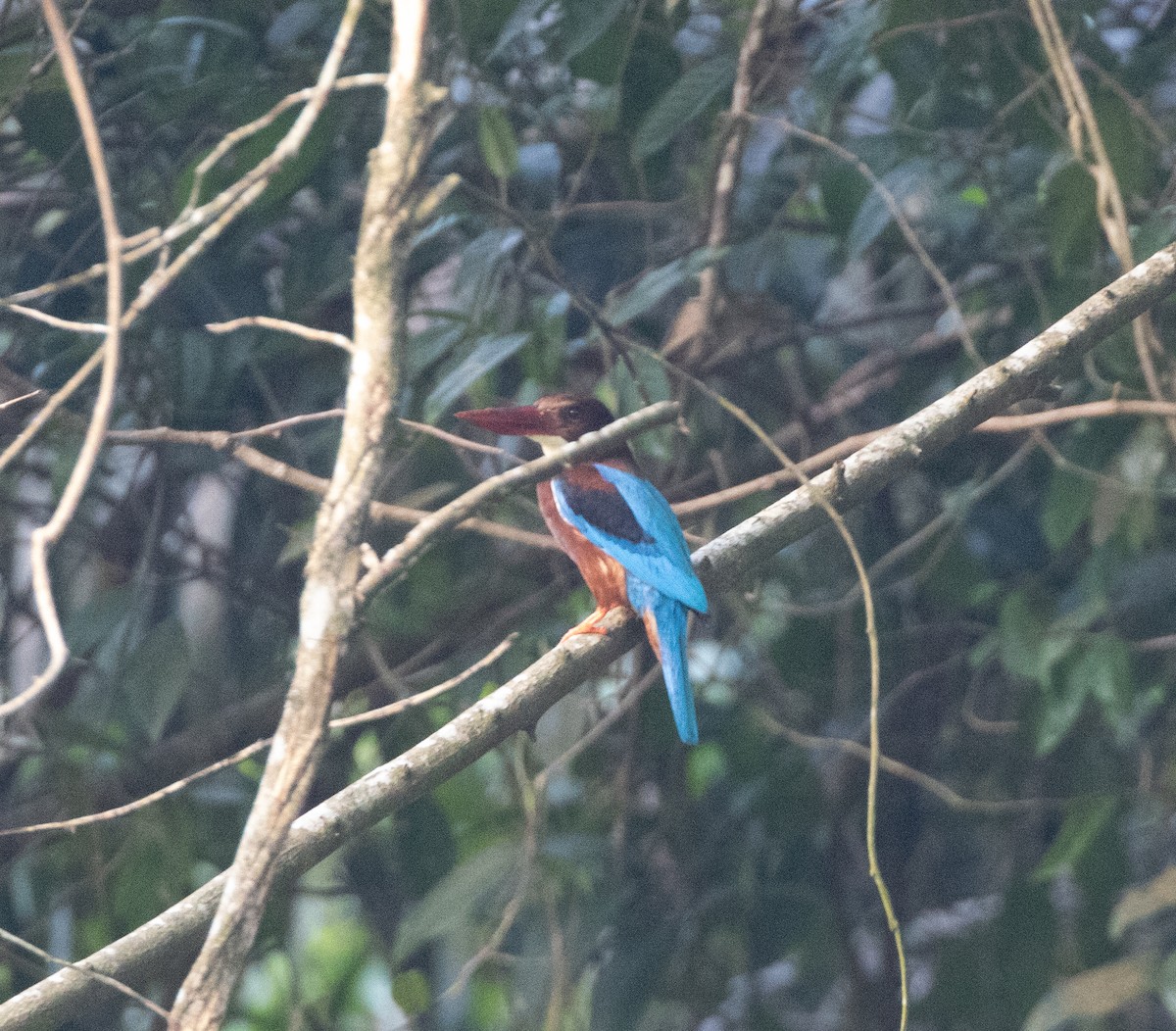 White-throated Kingfisher - Matthew Teng