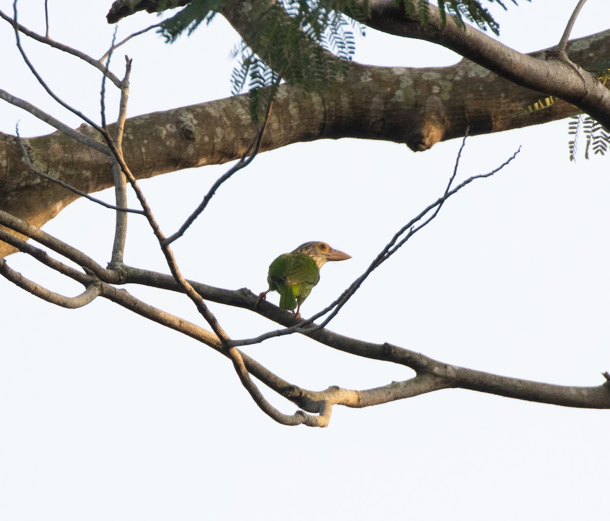 Lineated Barbet - Matthew Teng