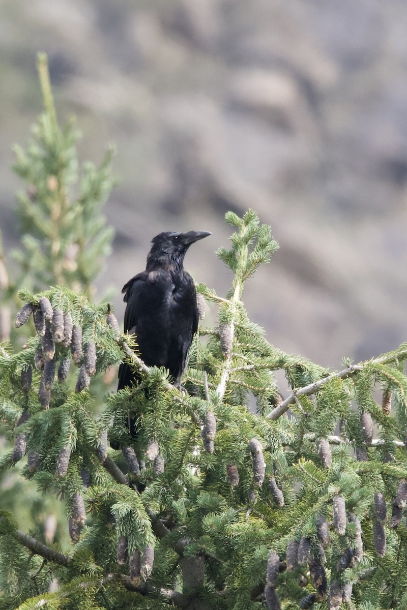 Carrion Crow - ML608887885