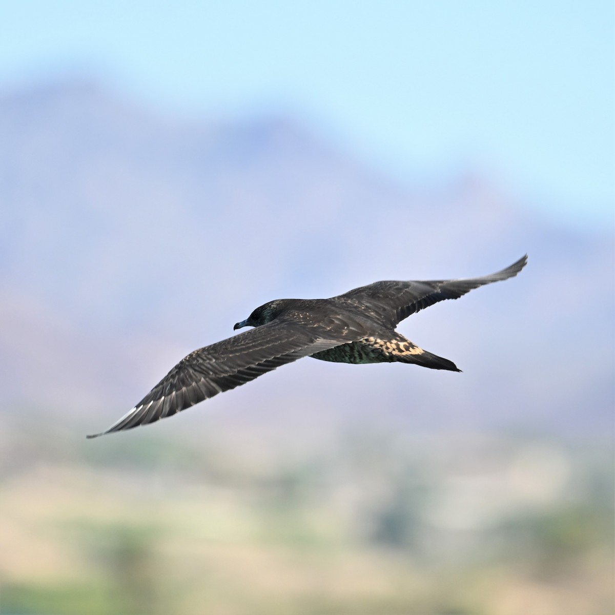 Parasitic Jaeger - ML608887886