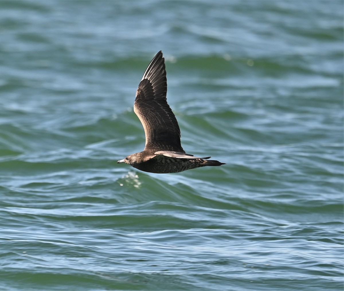 Parasitic Jaeger - ML608887887