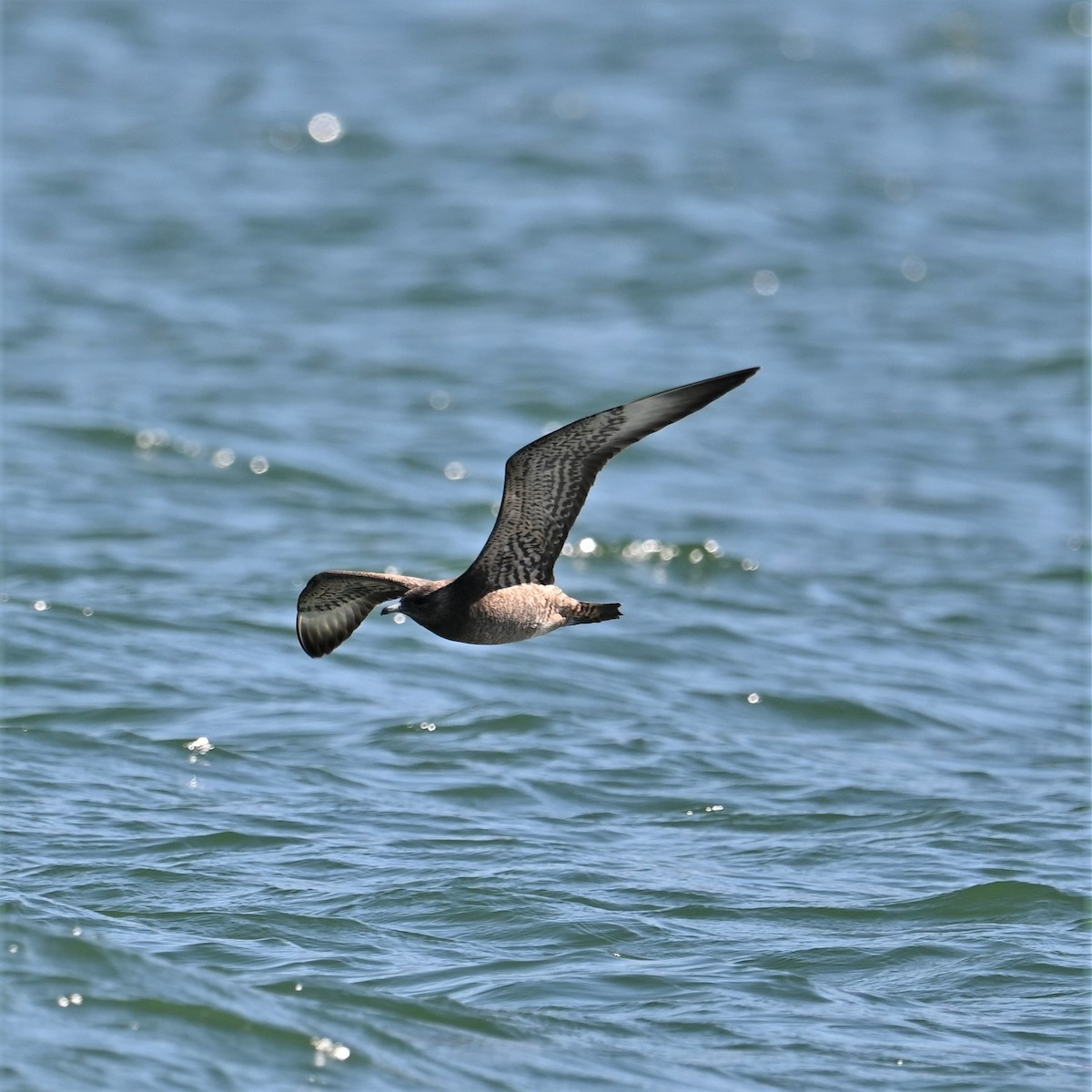 Parasitic Jaeger - ML608887889