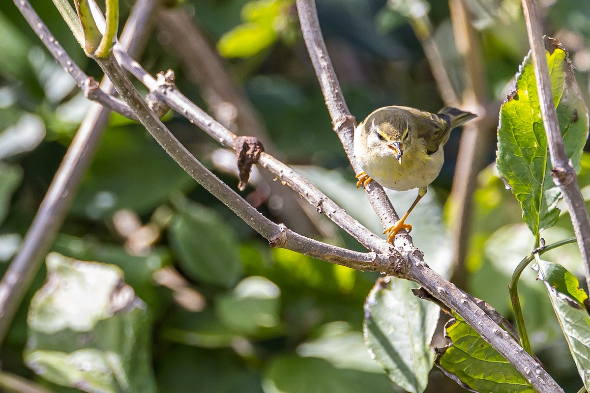 Willow Warbler - ML608887901