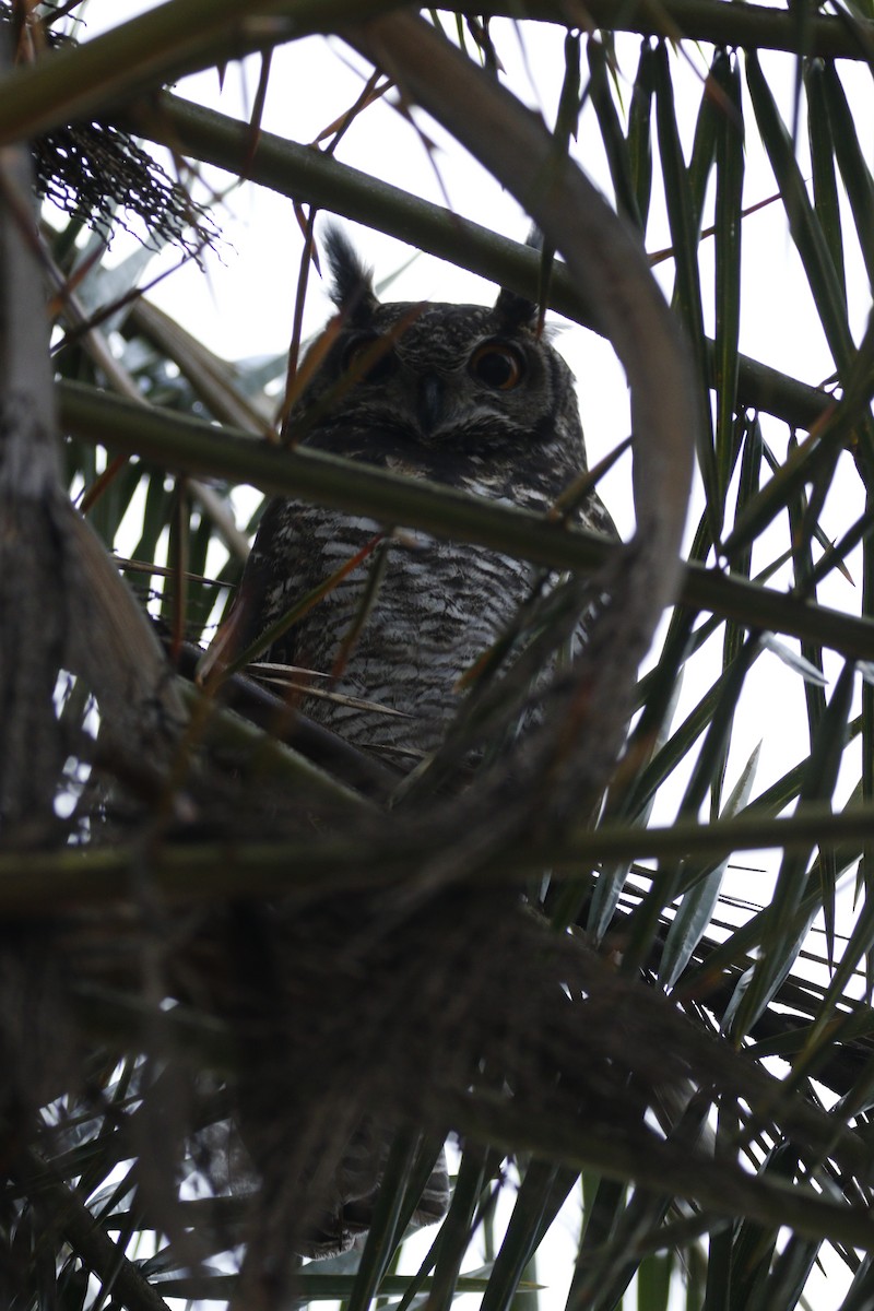 Cape Eagle-Owl - Daniel Booker