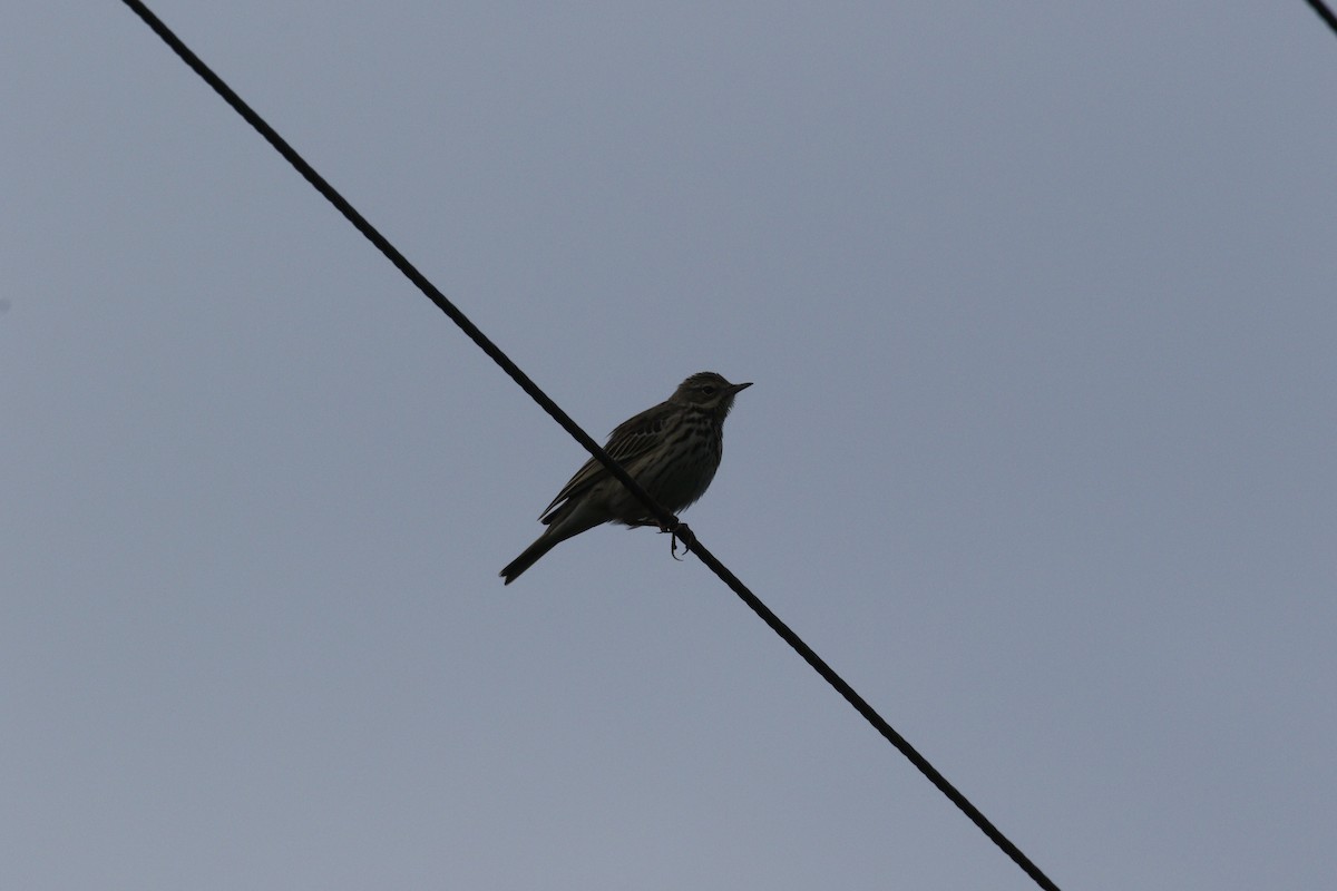 Tree Pipit - ML608887973