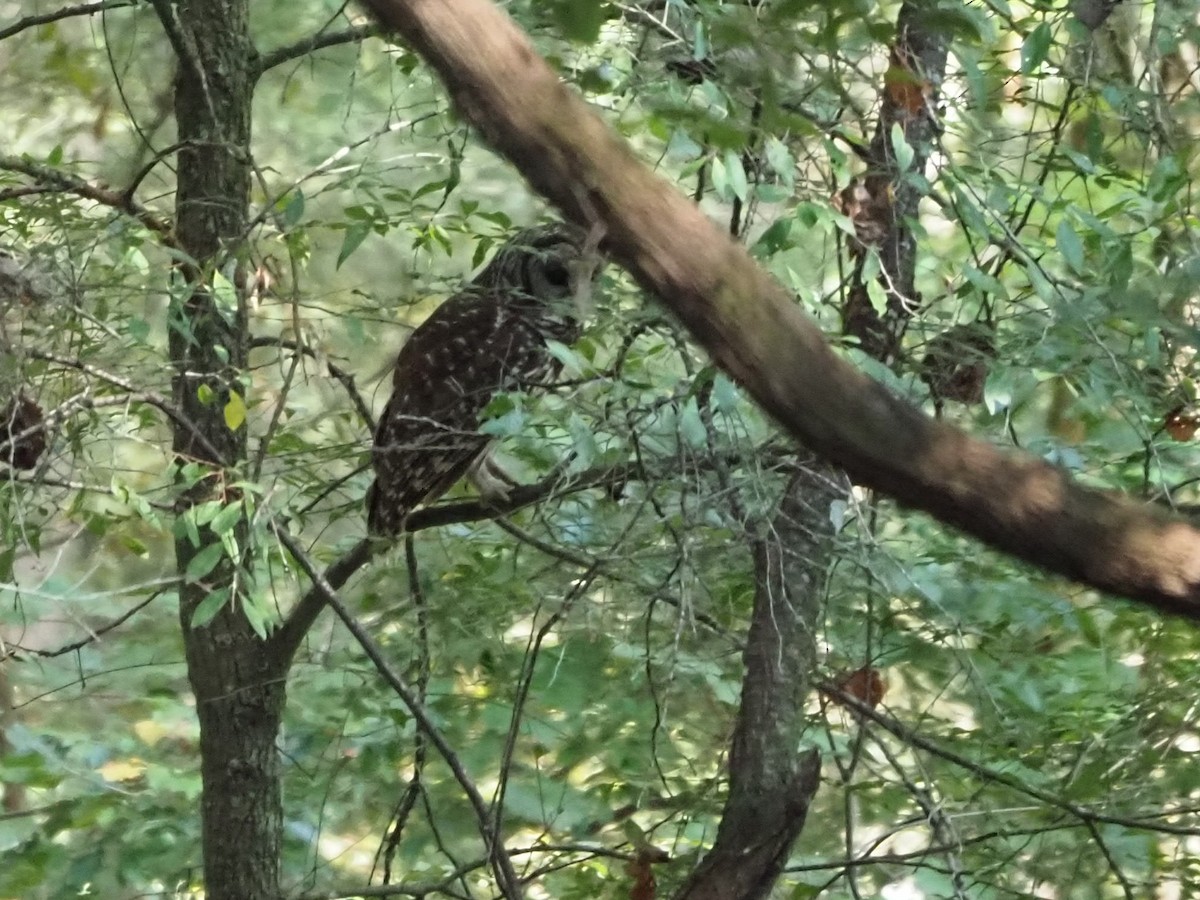 Barred Owl - ML608888041