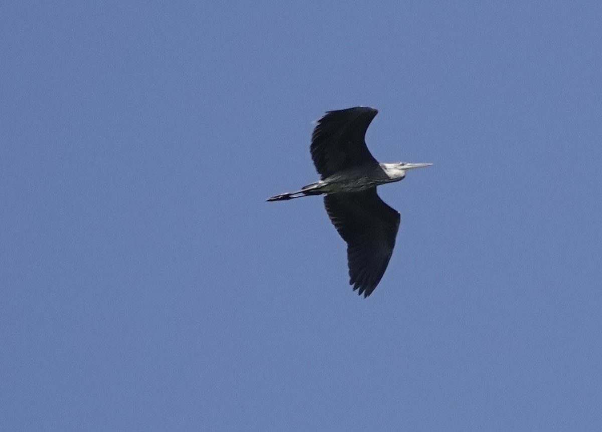 Great Blue Heron - ML608888133